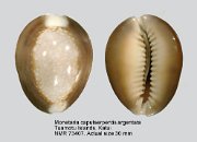 Monetaria caputserpentis argentata (2)